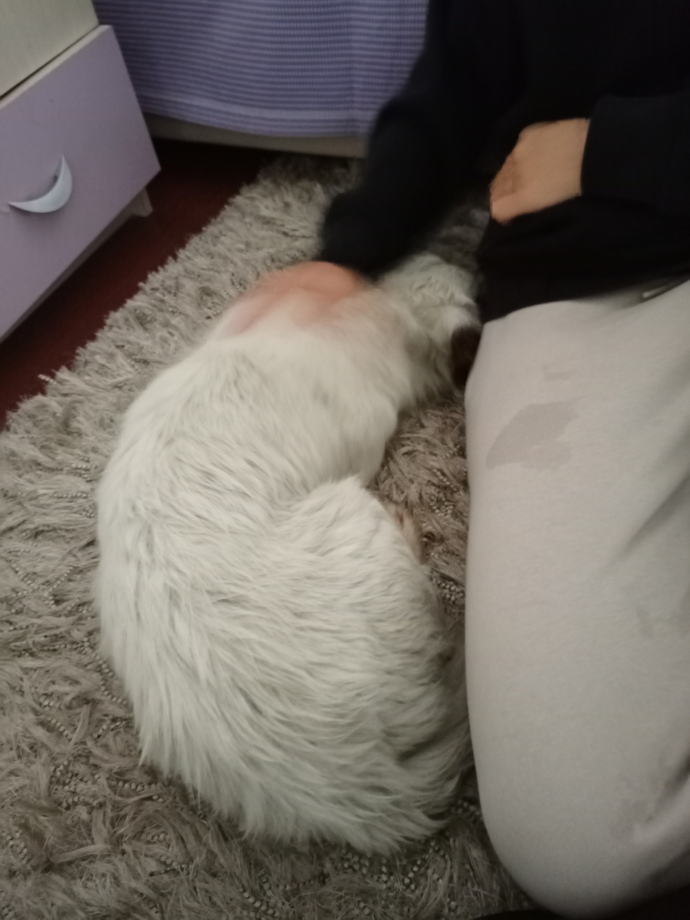 Köpek davranışlarını bilen var mı ne zaman nasıl davranır?