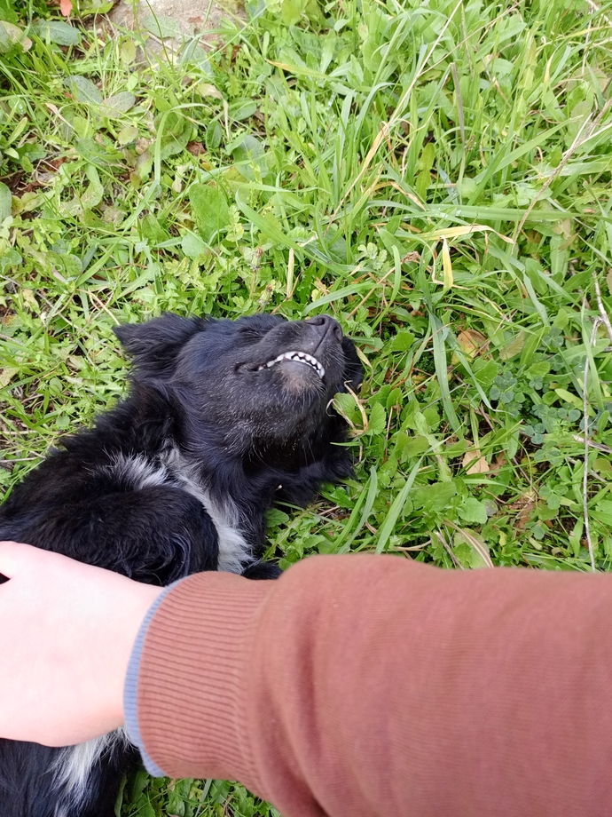 Köpek davranışlarını bilen var mı ne zaman nasıl davranır?