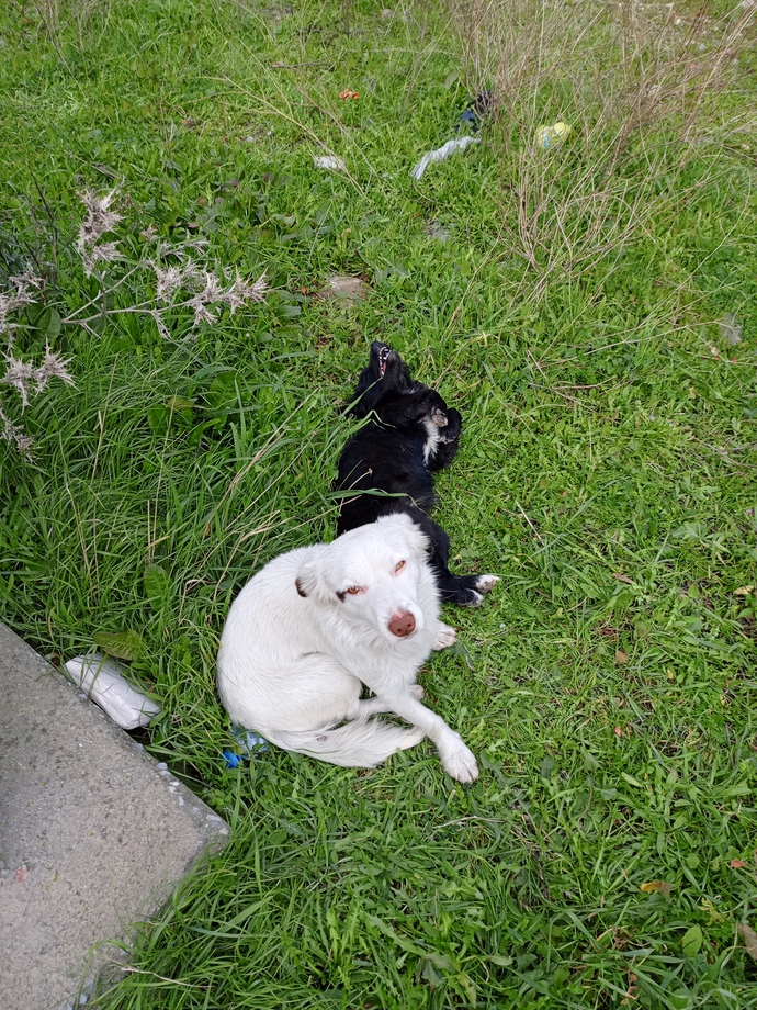 Köpek davranışlarını bilen var mı ne zaman nasıl davranır?