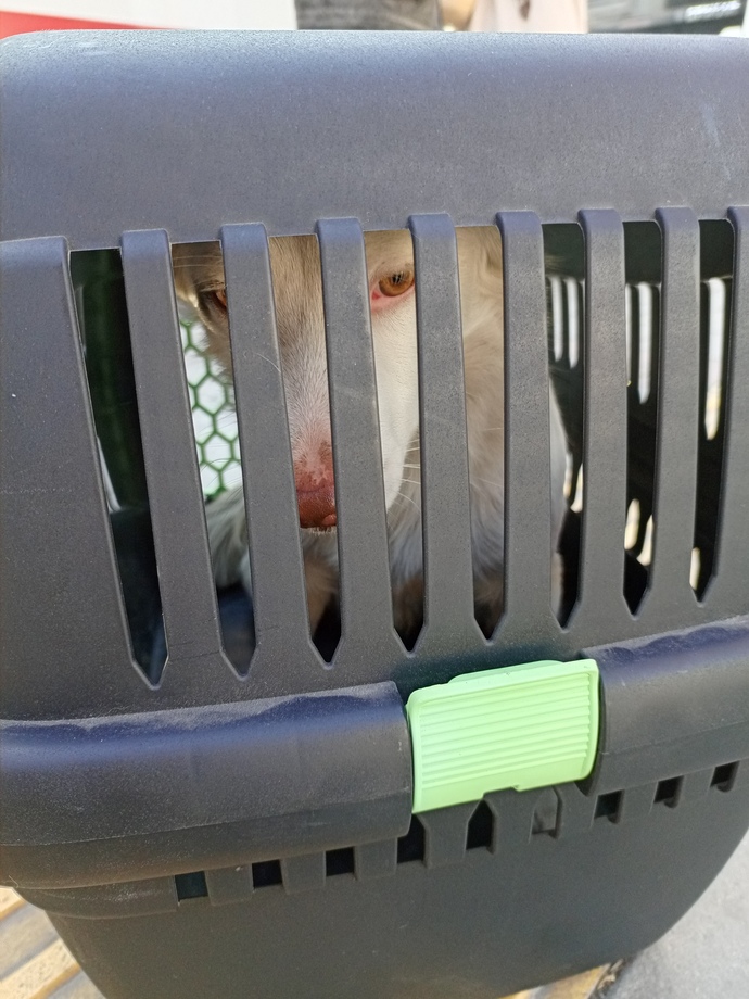 Köpek davranışlarını bilen var mı ne zaman nasıl davranır?