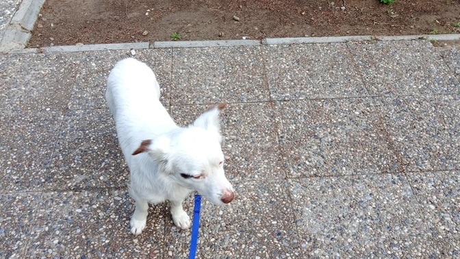 Köpek davranışlarını bilen var mı ne zaman nasıl davranır?