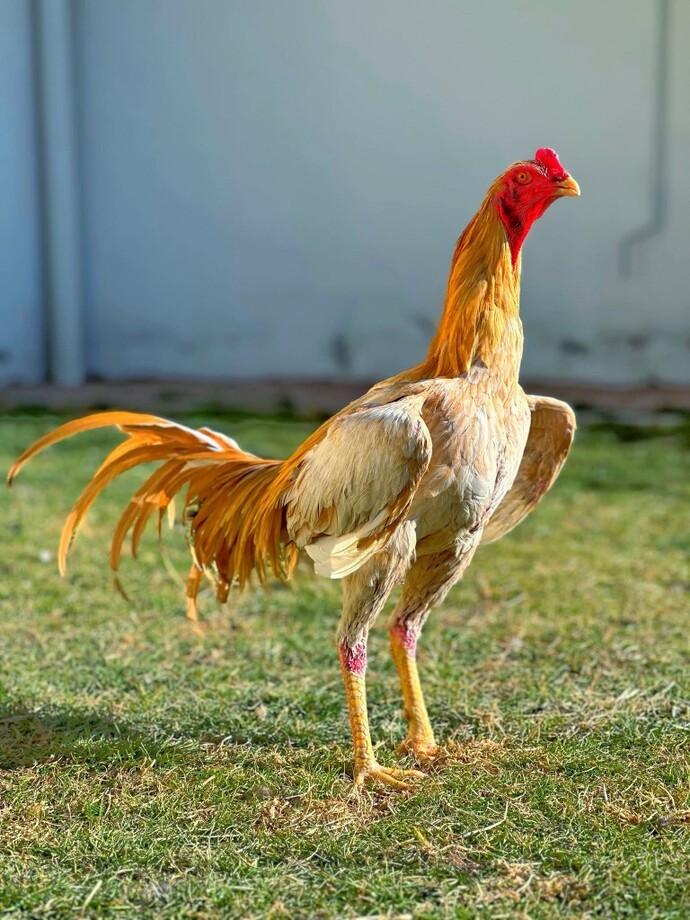 Horozmu Daha Güçlü Aslan Mı?