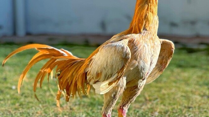 Horozmu Daha Güçlü Aslan Mı?