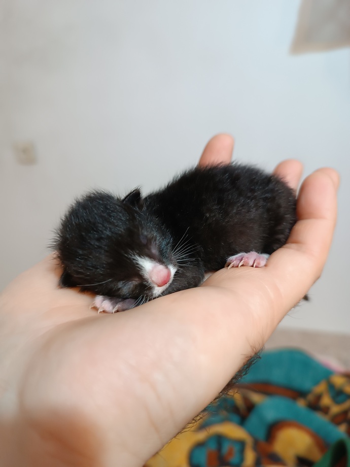 Yavru kedi görünce alasınız geliyor mu?