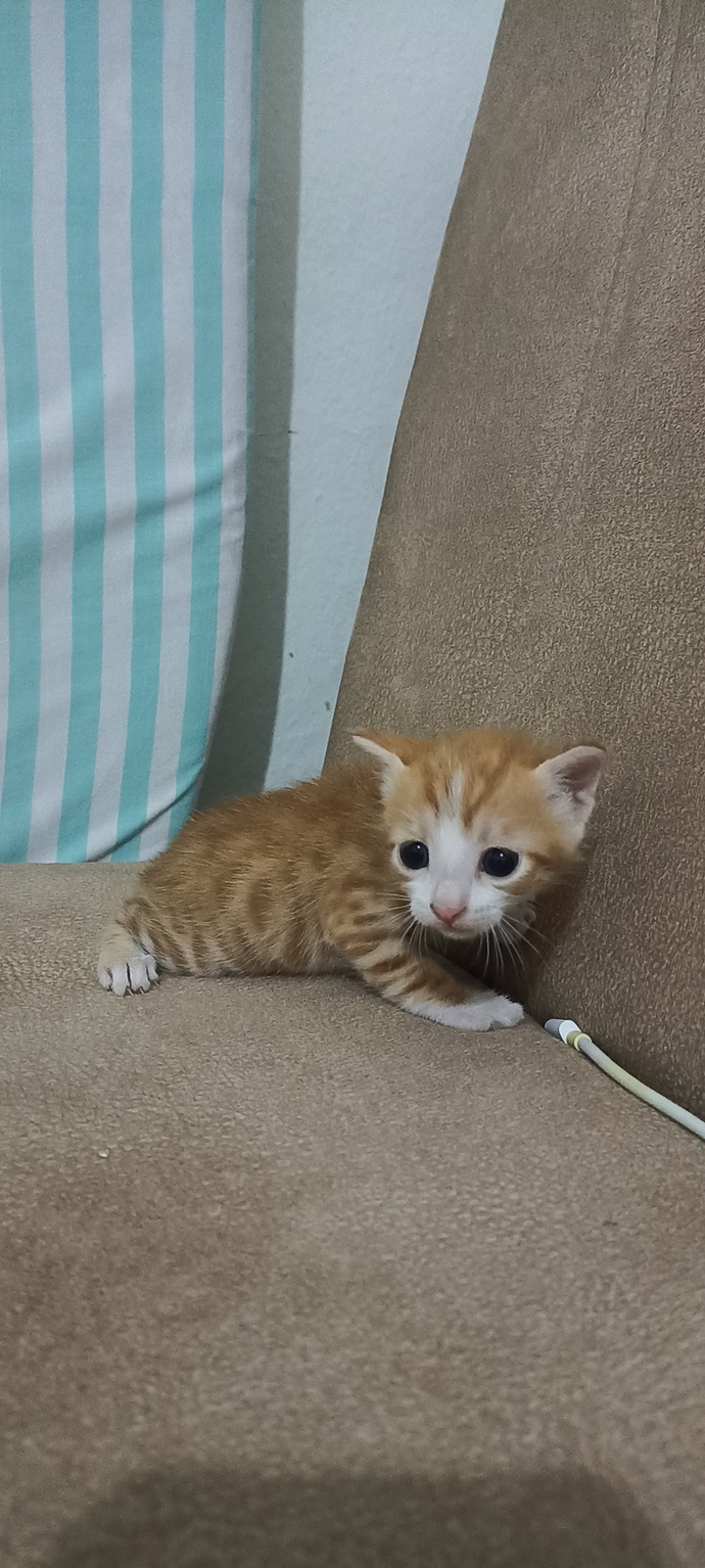 Yavru kedi görünce alasınız geliyor mu?