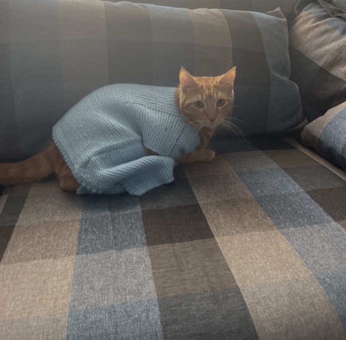 Aramızda kedi besleyenler var mı?