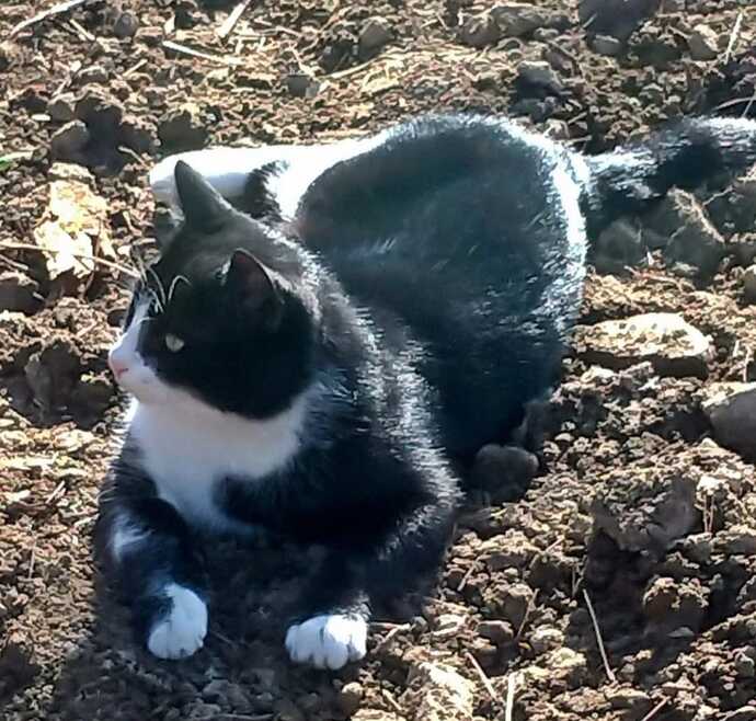 Aramızda kedi besleyenler var mı?