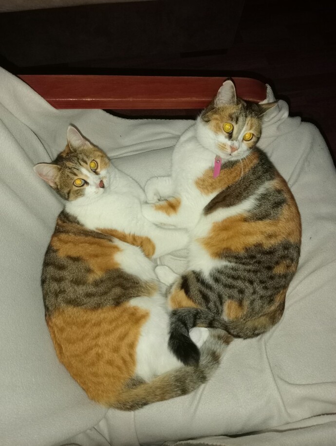 Aramızda kedi besleyenler var mı?