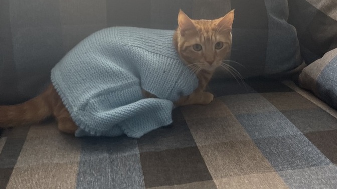 Aramızda kedi besleyenler var mı?