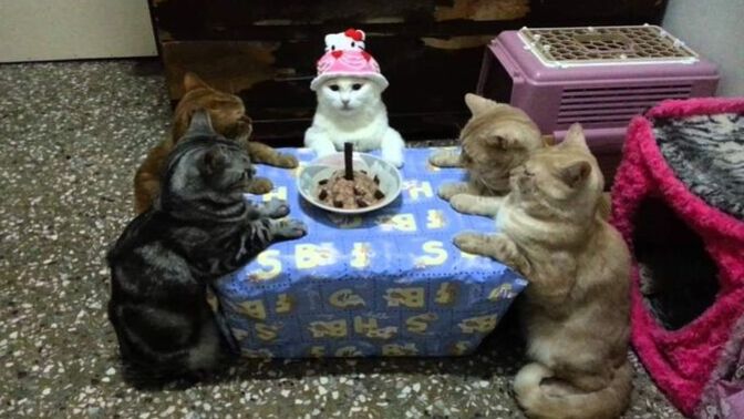 Doğum günü kutlamayı sever misin🎉?