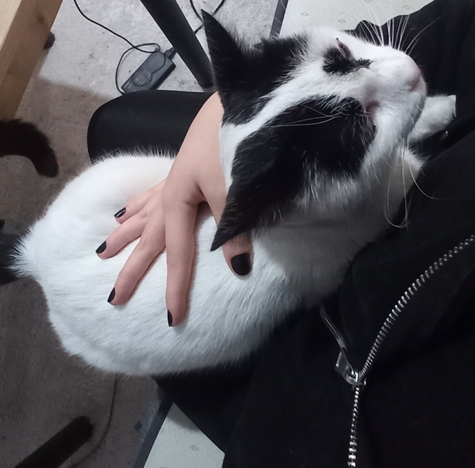 Bu kedi icin ne yapilabilir? ben sehirden gidiyorum surekli nerdeyse apartta bu kendine bakabilir mi sizce?
