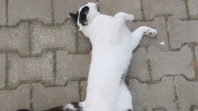 Bu kedi icin ne yapilabilir? ben sehirden gidiyorum surekli nerdeyse apartta bu kendine bakabilir mi sizce?