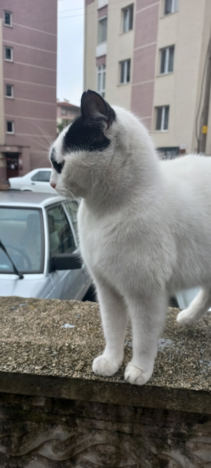 Kedilerden anlayanlar cevaplar misiniz? Sizce bu kedi sokak kedisi mi yoksa biri bunu sokaga atmis mi?
