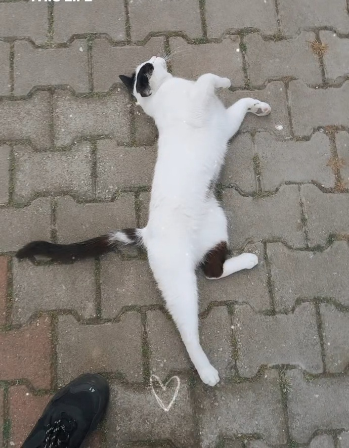 Kedilerden anlayanlar cevaplar misiniz? Sizce bu kedi sokak kedisi mi yoksa biri bunu sokaga atmis mi?