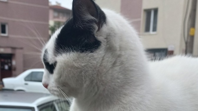 Kedilerden anlayanlar cevaplar misiniz? Sizce bu kedi sokak kedisi mi yoksa biri bunu sokaga atmis mi?