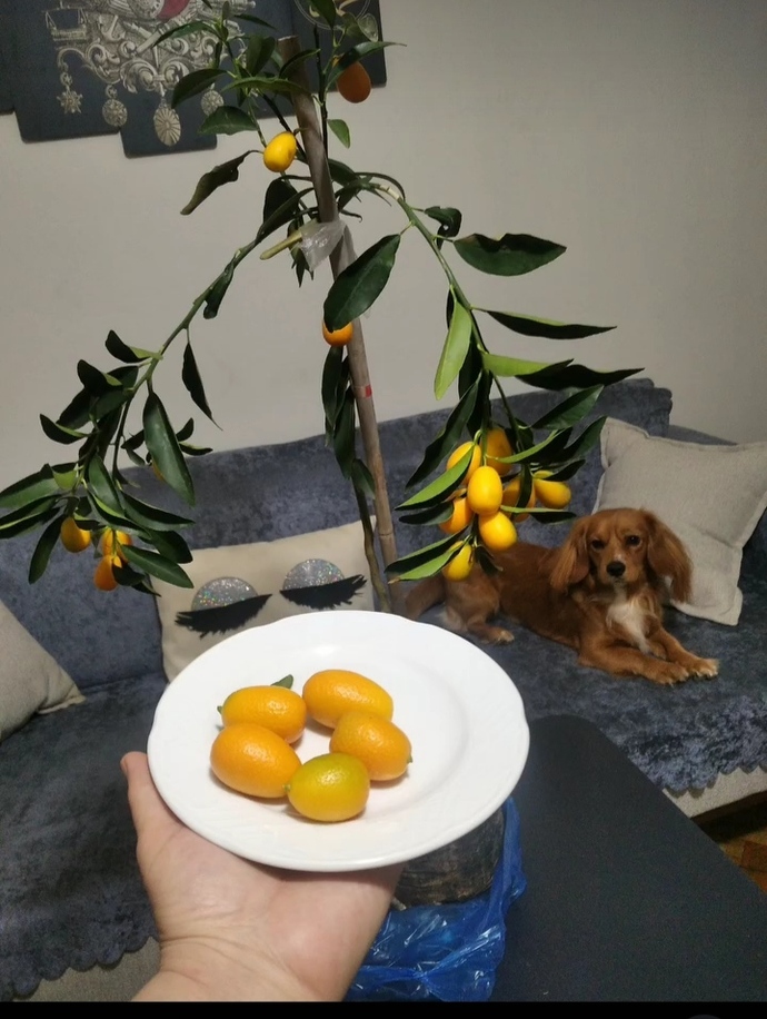 Evinizde yapay bitki kullanıyor musunuz?