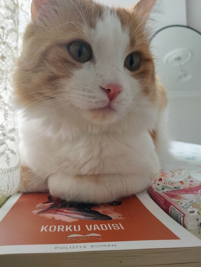Kediniz nerelerde oturmayı seviyor?