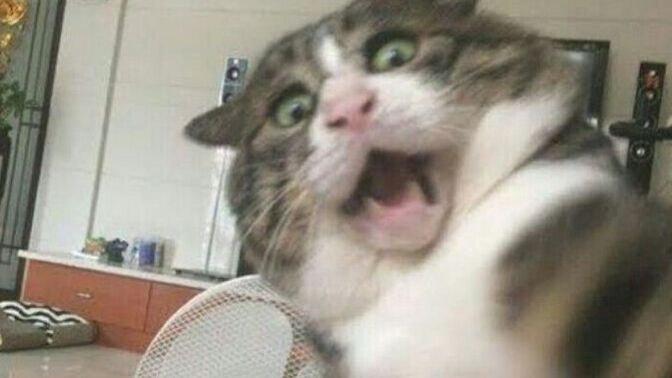 Hey sen bir kedi yi bıyığından ettin mi?