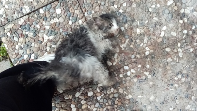 Yavru kediyi belediyeye mi versek, sokakta mi yaşasa Bir akıl verin?