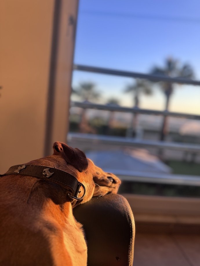 Köpekler çok duygusal hayvanlar olabilir mi?