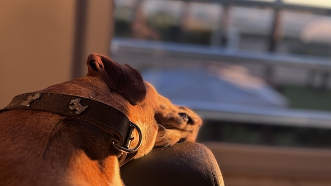 Köpekler çok duygusal hayvanlar olabilir mi?