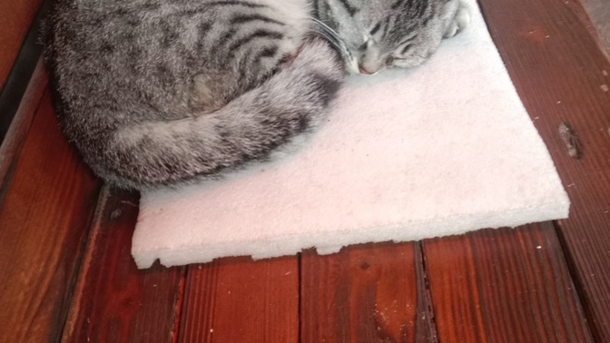 Böyle tatlı uyuyan kediyi uyandırmaya kıyabilirmisiniz?
