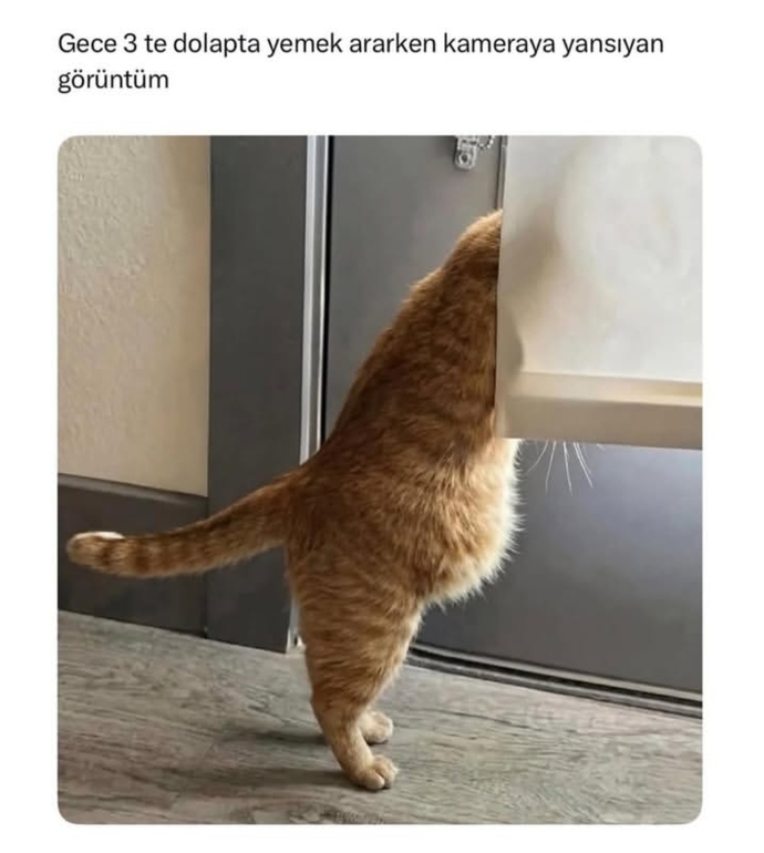 Geceleri buzdolabını açıp atıştırmalık olarak en çok ne yemeyi tercih edersiniz?