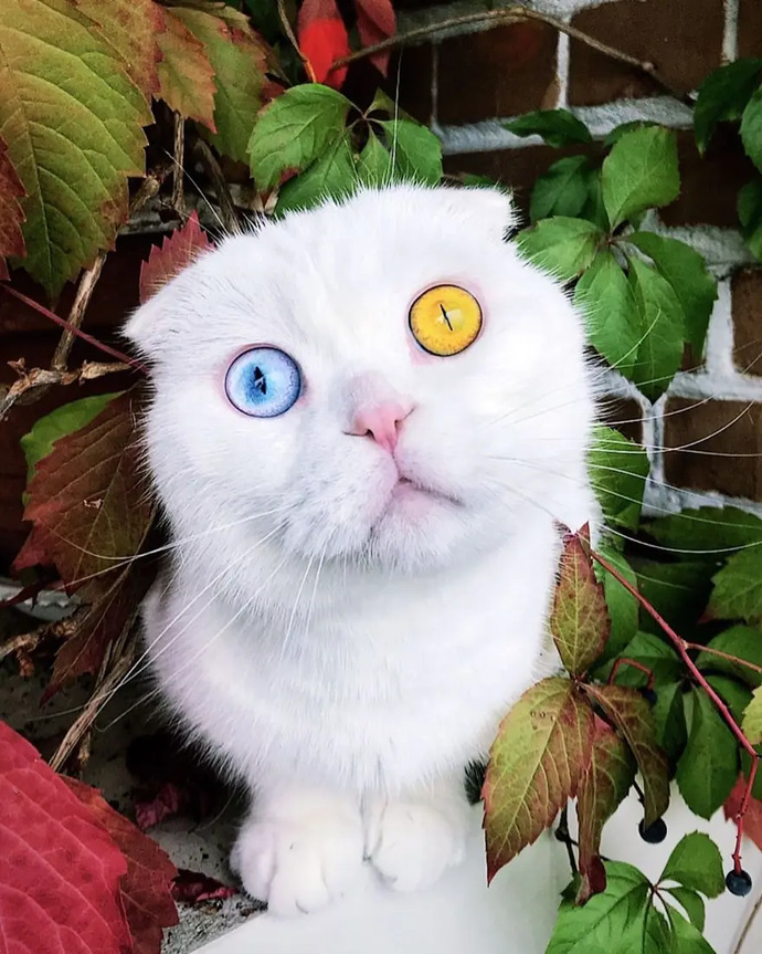 Evcil hayvanının bir Instagram hesabı olsaydı, ona hangi kullanıcı adını verirdin?