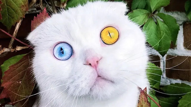 Evcil hayvanının bir Instagram hesabı olsaydı, ona hangi kullanıcı adını verirdin?