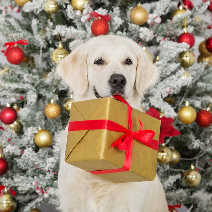 Evcil hayvanına yılbaşı hediyesi alacak olsan, hediyen ne olurdu? 🎁?