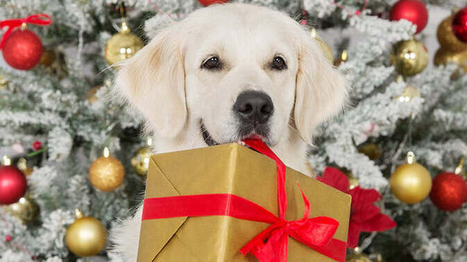 Evcil hayvanına yılbaşı hediyesi alacak olsan, hediyen ne olurdu? 🎁?