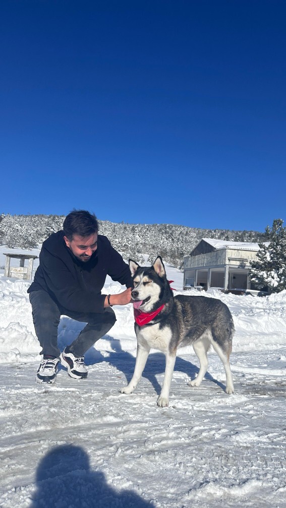 Köpekleri severmisiniz? Hangi tür beslemek istersiniz?