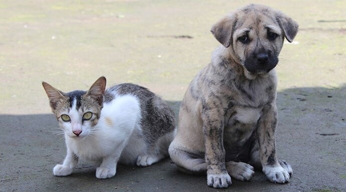 Başıboş kedi/köpek sorunu nasıl çözülür?