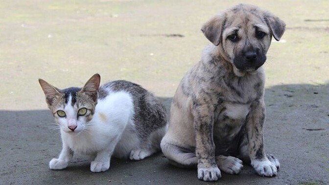 Başıboş kedi/köpek sorunu nasıl çözülür?
