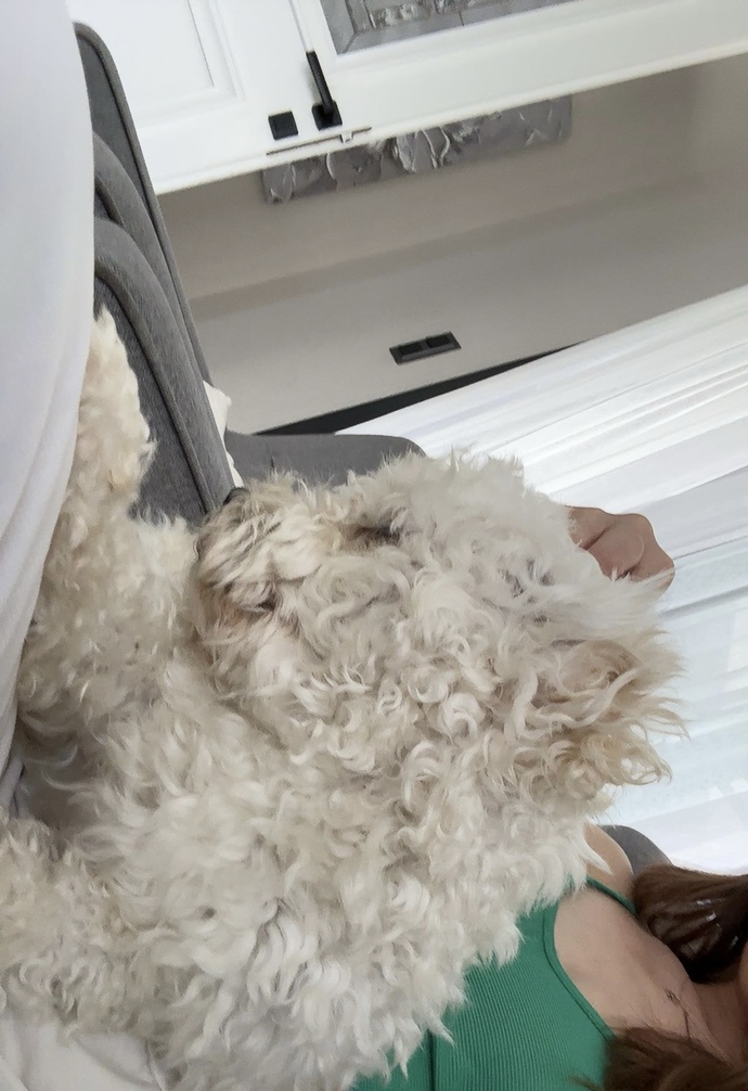 Bu köpekler neden ilgiye bu kadar açlar?