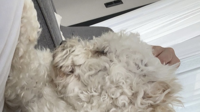 Bu köpekler neden ilgiye bu kadar açlar?