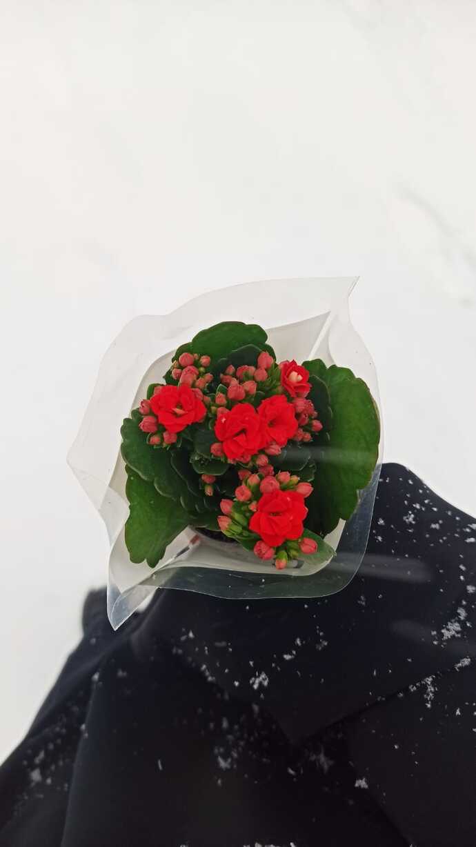 Çiçeğim çok güzel değil mi sizce, ben bayıldım 😍🌺?