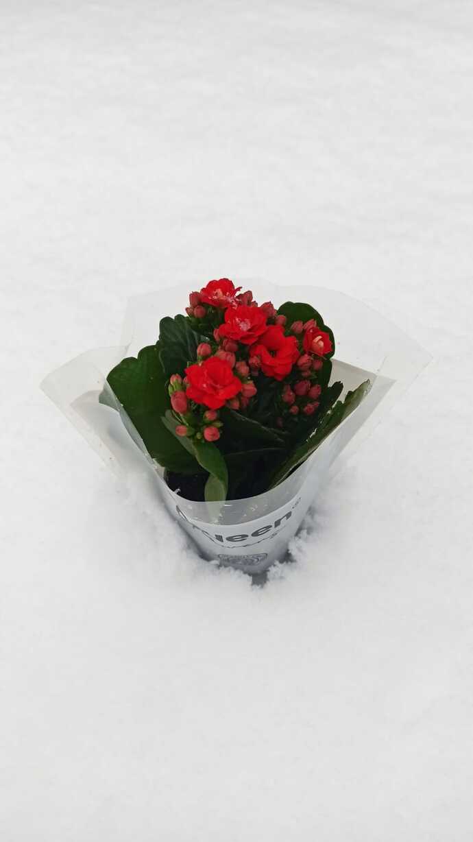 Çiçeğim çok güzel değil mi sizce, ben bayıldım 😍🌺?