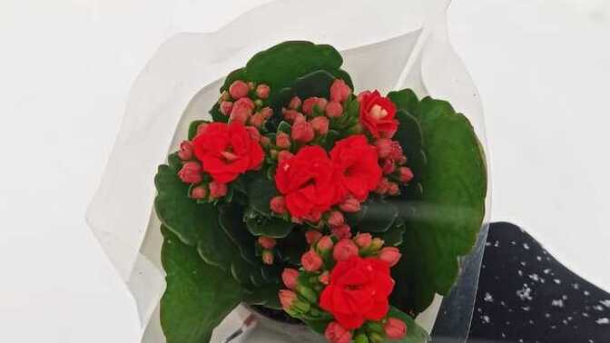 Çiçeğim çok güzel değil mi sizce, ben bayıldım 😍🌺?