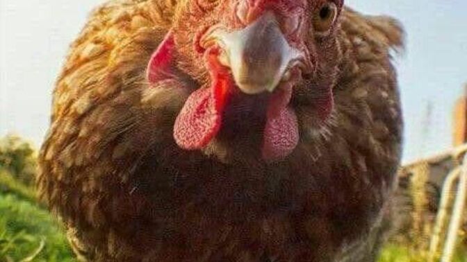 Yeni yıl akşamı tavukla kutlama yapmak sizce mantıklı mı yoksa ayıp mı 😂?