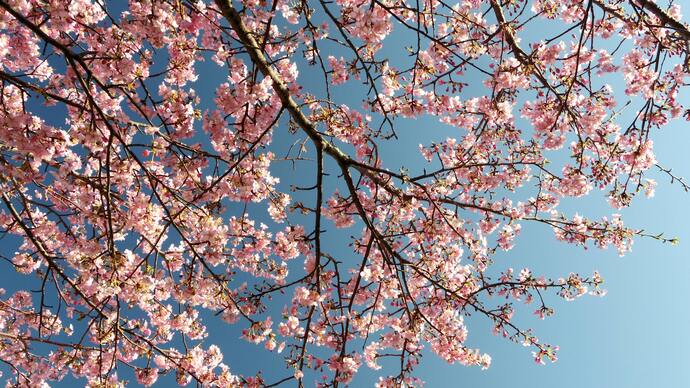 🌸