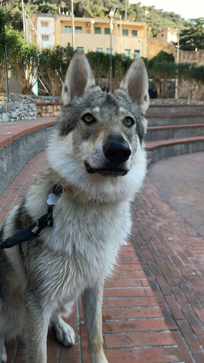 Çekoslavak kurt köpeği yeni sahiplendim, eğitim ve saldırganlık konusunda nelere dikkat etmeliyim?
