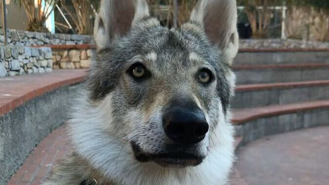 Çekoslavak kurt köpeği yeni sahiplendim, eğitim ve saldırganlık konusunda nelere dikkat etmeliyim?