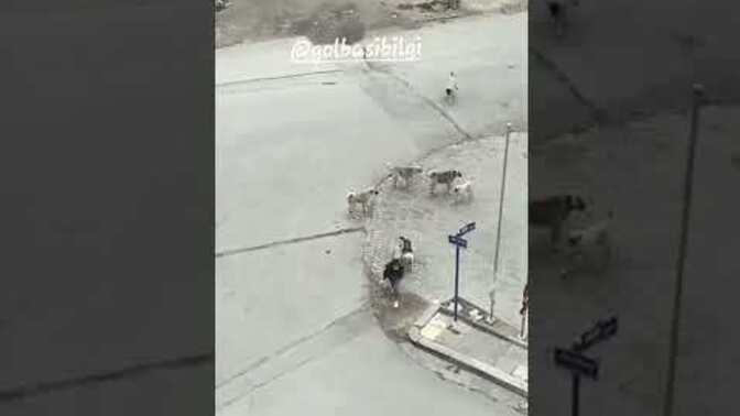 Bazı kadınlar neden erkekleri sokak köpekleriyle kıyaslayacak kadar erkek düşmanı oldu?