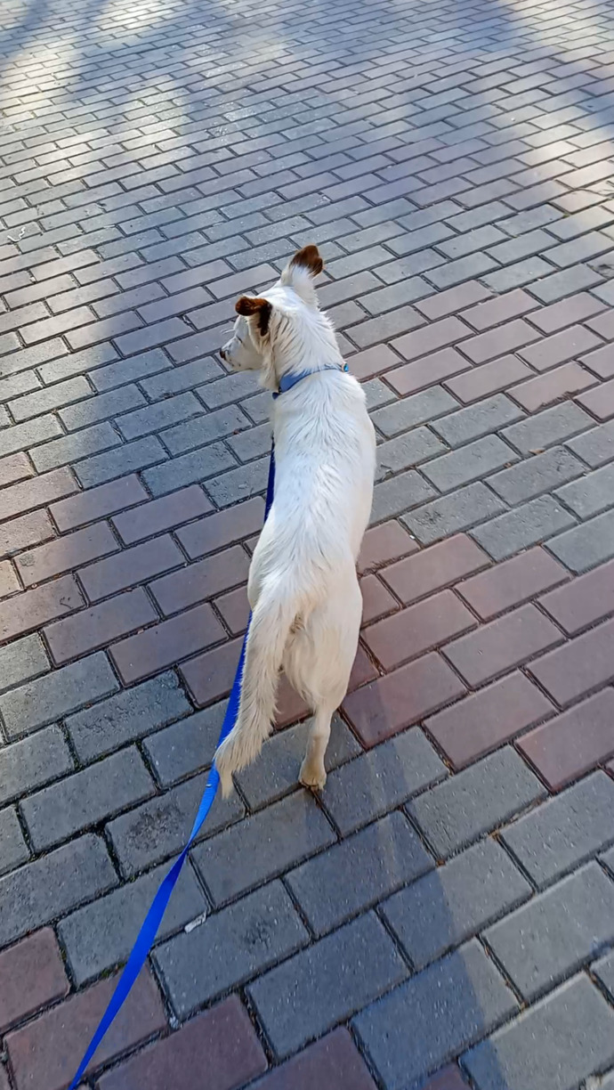 Köpek bakmak gerçekten zor mu yoksa insanlar mı köpek sahiplenirken fazla sorumsuz davranıyor 😂?