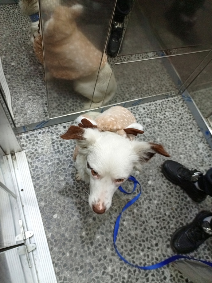 Köpek bakmak gerçekten zor mu yoksa insanlar mı köpek sahiplenirken fazla sorumsuz davranıyor 😂?