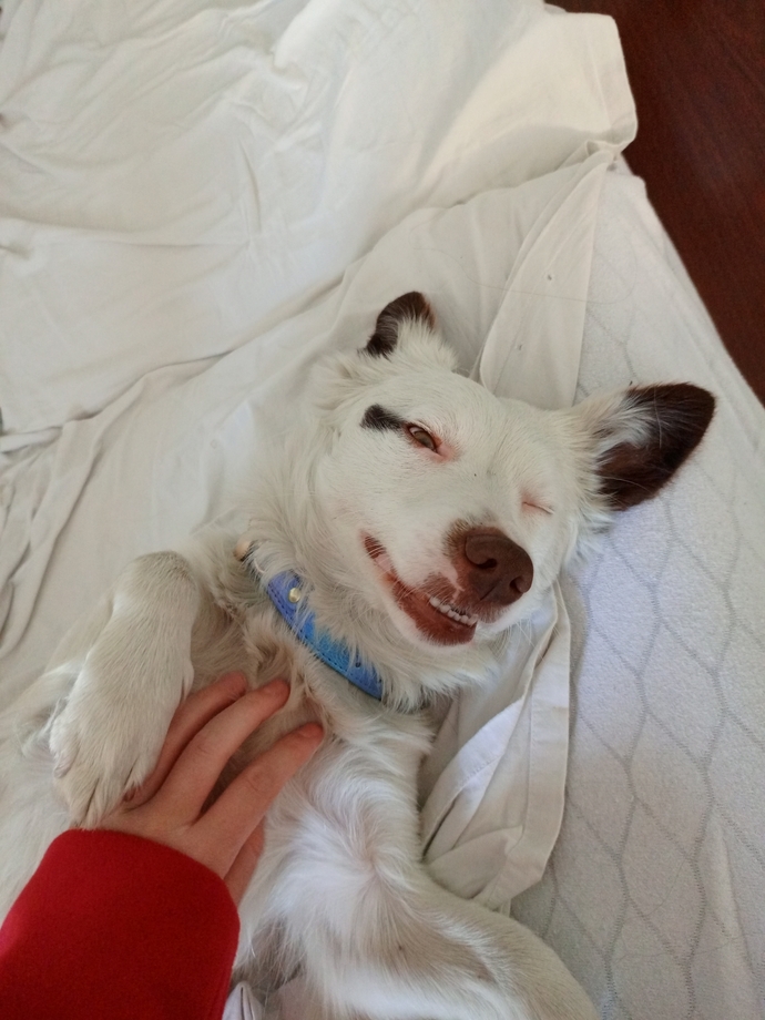 Köpek bakmak gerçekten zor mu yoksa insanlar mı köpek sahiplenirken fazla sorumsuz davranıyor 😂?