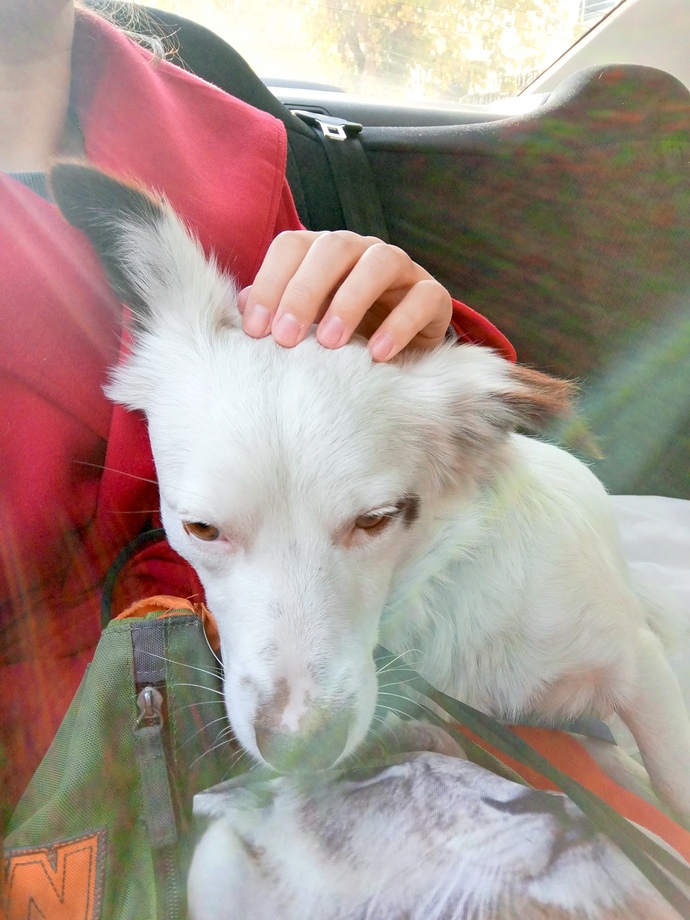 Köpek bakmak gerçekten zor mu yoksa insanlar mı köpek sahiplenirken fazla sorumsuz davranıyor 😂?