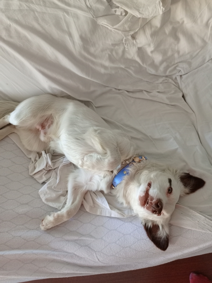 Köpek bakmak gerçekten zor mu yoksa insanlar mı köpek sahiplenirken fazla sorumsuz davranıyor 😂?