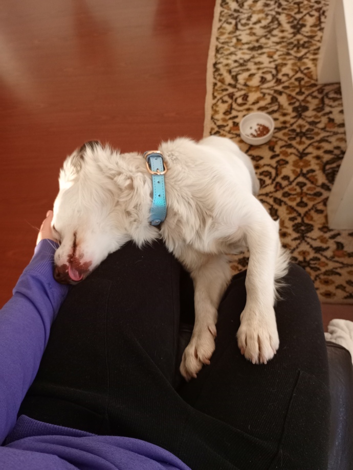 Köpek bakmak gerçekten zor mu yoksa insanlar mı köpek sahiplenirken fazla sorumsuz davranıyor 😂?